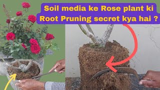 Soil media ke Rose plant ki root pruning kaise kare [upl. by Nosduj]