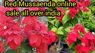 Red Mussaenda plant available DHANYAORCHIDS [upl. by Emelyne777]