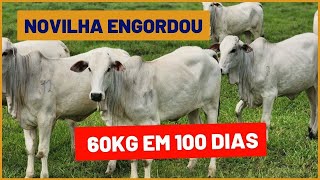 Como ENGORDAR NOVILHA em 100 dias elas ganharam 60kg [upl. by Horodko64]