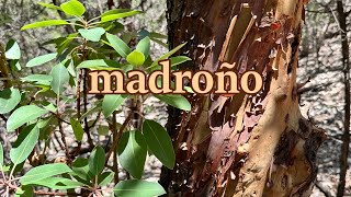 The beautiful amp delicious madrone [upl. by Larina]