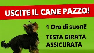 1 ora SUONI PER CANI RUMORI GIOCHI PER CANI VIDEO  USCITELO PAZZO [upl. by Marcy]