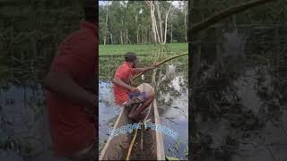 Archer has sharp eyes when hunting fish in Papua  2 🐠🐠🐠 shorts shortvideo [upl. by Ametaf]