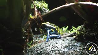 Drzewołaz Malarski Dendrobates Tinctorius [upl. by Ymmat]