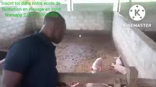 élevage de porc en côte divoire [upl. by Asiled]