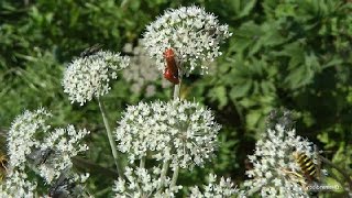 Plus de 30 insectes butinent sur une même quotfleurquot dombellifèreApiacée [upl. by Shreve]