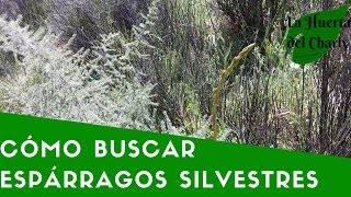 Cómo Buscar Espárragos Silvestres [upl. by Nylireg]