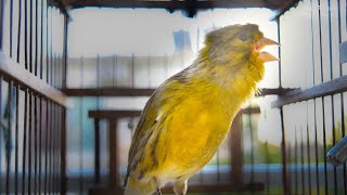 Spanish Timbrado Canary with beautiful haircut Powerful Canary s song for Training [upl. by Ennayk]