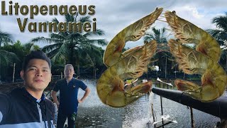 15M  Litopenaeus Vannamei shrimp Farm  Mr Siman Edgar [upl. by Masuh]