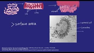 Digestive tissues and cells  Cell specialisation  meriSTEM [upl. by Jessee750]