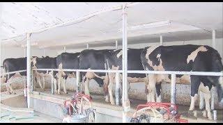 Family Milk One of the top milk brands amp among the fastest growing dairy processors in Ethiopia [upl. by Bittner567]