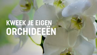 Orchideeën kweken  DIY video  Pokon Groen doet je goed [upl. by Biddle]