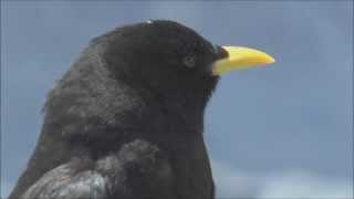 Alpine Choughs Pyrrhocorax graculus [upl. by Epner]