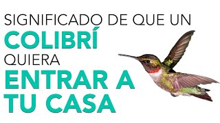 Qué significa que un COLIBRÍ quiera ENTRAR A TU CASA 🦜 [upl. by Hamlani788]