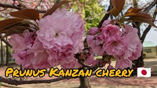 Amazing Mind Blowing Beautiful Prunus Kanzan Cherry Blossom 2021 Cinematic Footage Japan Living [upl. by Ardekal229]