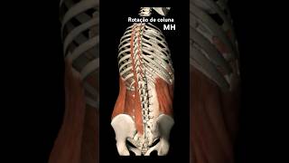 Rotação de coluna anatomy coluna anatomia colunavertebral medicina [upl. by Lyj]