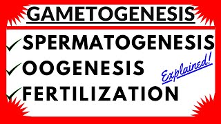 Gametogenesis Spermatogenesis Oogenesis Sperm and Ovum Structure Human Reproduction Hormonal Control [upl. by Darby722]