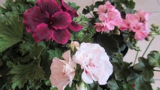 CUALES SON LAS DIFERENCIAS DE LOS GERANIOS  IVY  MALVA  PELARGONIO  127 [upl. by Hellene]