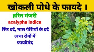 खोकली का पौधा कैसा होता हैbenefits of khokaliharitmanjri acalyphaindica todaysayurveda kuppi [upl. by Arebma]