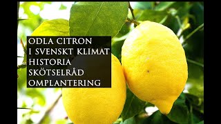 Odla citronträd historia skötselråd omplantera citronträd  Leva hållbart på villatomt [upl. by Annagroeg]