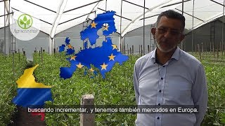 Rooting en cultivo de Astromelia Colombia [upl. by Shayna]