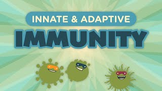 Innate amp Adaptive Immunity [upl. by Raamaj]