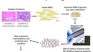 Introduction to RNA Sequencing [upl. by Anned]