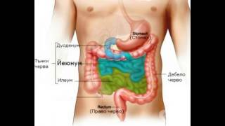 What is the Ileum [upl. by Nirek]