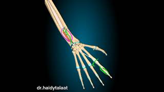 extensor indicis ms [upl. by Felten357]