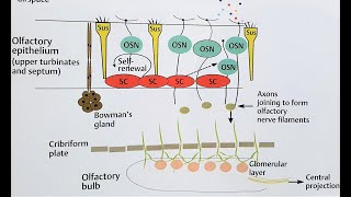 OLFACTORY EPITHELIUM Anatomy  Location in NOSE [upl. by Tterrej]