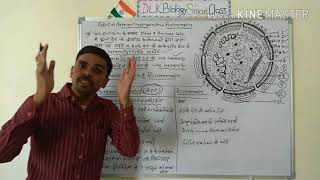 Heterochromatin And Euchromatin In Hindi [upl. by Ettevahs545]