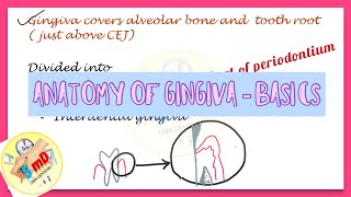 Gingiva  Anatomy  Part 1  Periodontics [upl. by Natalya]