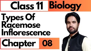 Types of racemose inflorescence  Class 11 biology chap 8 diversity among plants in pashto [upl. by Elleb]