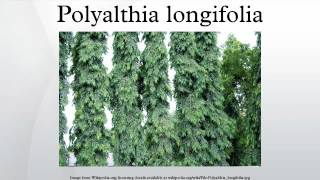 Polyalthia longifolia [upl. by Odom]