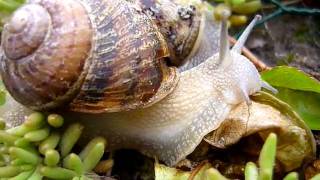 Escargot qui mange une feuille de salade [upl. by Nitsid]