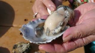 The SpokesmanReview How to shuck a Washington oyster [upl. by Rebmeced]