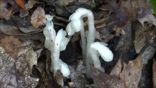 Indian Pipe Monotropa uniflora [upl. by Veedis]