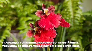 1ТОрхидея Толумния ЗнакомствоПервый опыт Tolumnia orchidFamiliarizationFirst experience [upl. by Adriena]