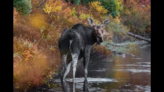 Bull and Female Moose Mating  Buck et femelle orignal qui saccouplent [upl. by Are674]