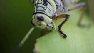 Grasshopper Eating Leaf 1080p HD Macro [upl. by Chader133]