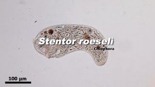 Stentor roeseli Ciliophora [upl. by Borreri]