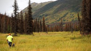 Exploring Beautiful Alaska  Harvesting Wild Edibles [upl. by Ahseiyk751]