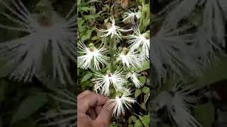 Habenaria medusa in habitat anggrek tanah yg unik [upl. by Nnaeel]