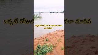 ఒక్కటే రోజులో నిండు కుండలా మారిన మా చెరువుcheruvu river rain [upl. by Breen524]