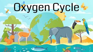 The Oxygen Cycle Explained [upl. by Stace]