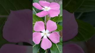 Different types of vinca flower vinca flowers shorts 1000subscriber subscribemychanne [upl. by Yrreg]