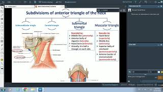 Anterior Triangle of Neck  Dr Ahmed Farid [upl. by Luckett875]