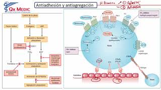 FARMACOLOGIA ANTIARRÍTMICOS DIGOXINA HEMOSTASIA ANTIAGREGANTES [upl. by Andrus]