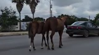 Andan 2 caballos sueltos en la Lauro Villar a la altura del tecnológico en Matamoros 23Jun24 [upl. by Neelyt]