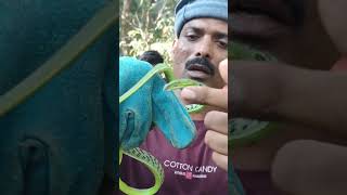 green Vine snake mildly venomous To see what happened next watch the upcoming long video [upl. by Lucie]