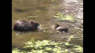 Coypu France [upl. by Htrowslle]